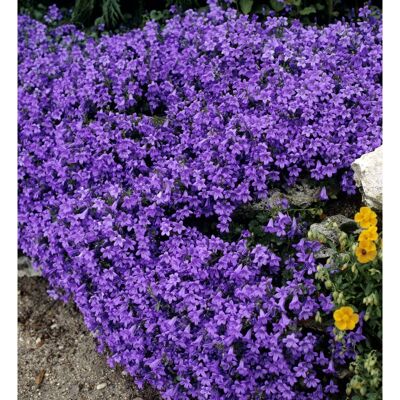 ALTRO Campanula Get Me Blu Vaso 10cm ALTRO Campanula Get Me Blu Vaso 10cm