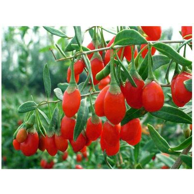 ALTRO Goji Original Tibetano (1 Pianta) ALTRO Goji Original Tibetano (1 Pianta)