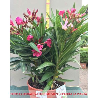 ALTRO 1 Pianta Di Oleandro Tricolor Vaso 20cm Nerium Oleander ALTRO 1 Pianta Di Oleandro Tricolor Vaso 20cm Nerium Oleander