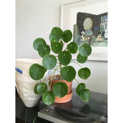 ALTRO 1 Pianta Di Pilea Peperomioides Pianta Delle Monete Vaso 12cm Da Interno ALTRO 1 Pianta Di Pilea Peperomioides Pianta Delle Monete Vaso 12cm Da Interno