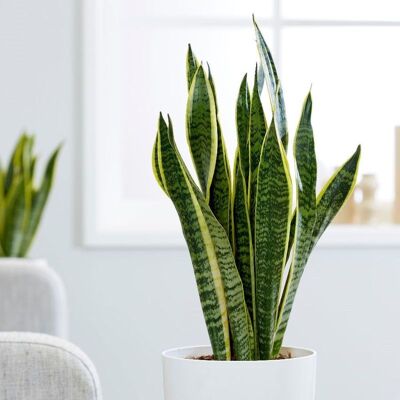 ALTRO 1 Pianta Di Sansevieria Laurentii In Vaso 17cm Da Interno Appartamento Lingua Di Suocera Piante Grasse ALTRO 1 Pianta Di Sansevieria Laurentii In Vaso 17cm Da Interno Appartamento Lingua Di Suocera Piante Grasse