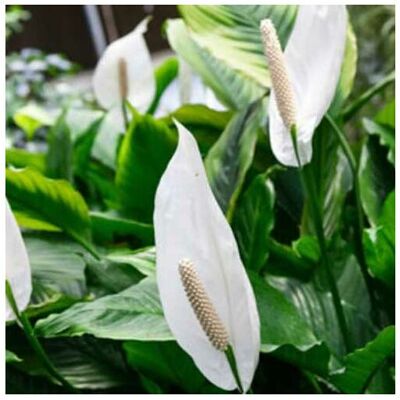 ALTRO Peragashop - 1 Pianta Di Spathiphyllum Sweet Chico Vaso 13cm Spatifillo Pianta Da Appartamento ALTRO Peragashop - 1 Pianta Di Spathiphyllum Sweet Chico Vaso 13cm Spatifillo Pianta Da Appartamento