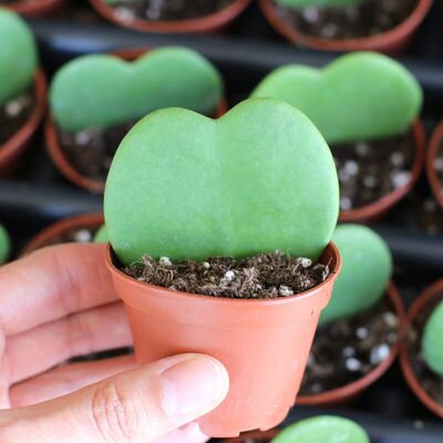 ALTRO 1 Pianta Hoya Kerrii Fiore Di Cera Vaso 6cm Forma Di Cuore ALTRO 1 Pianta Hoya Kerrii Fiore Di Cera Vaso 6cm Forma Di Cuore