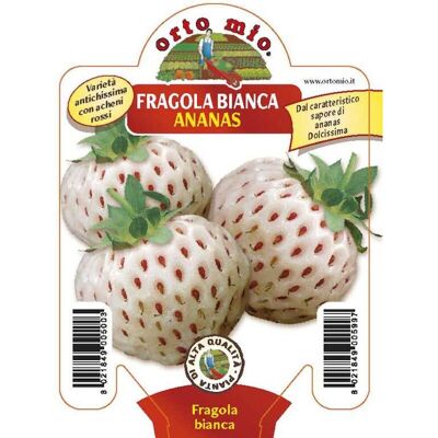 Mitac Fragola Bianca - Mitac Fragola Bianca -