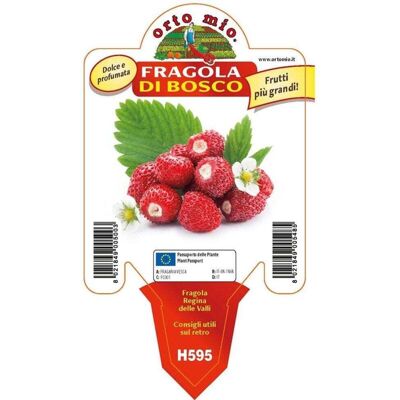 Mitac Fragola Di Bosco Regina Delle Valli Mitac Fragola Di Bosco Regina Delle Valli
