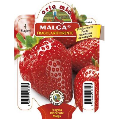 Mitac Fragola Rifiorente 4 Stagioni Malga Mitac Fragola Rifiorente 4 Stagioni Malga