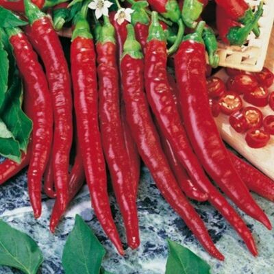 Mitac 3 Piante In Vaso Ø10cm Di Peperoncino Corto Cayenna Red Devil Mitac 3 Piante In Vaso Ø10cm Di Peperoncino Corto Cayenna Red Devil