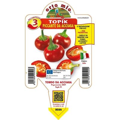 Mitac 3 Piante In Vaso Ø10cm Di Peperone Cherry Small Tondo Mitac 3 Piante In Vaso Ø10cm Di Peperone Cherry Small Tondo
