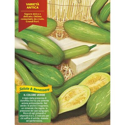 Mitac 3 Piante In Vaso Ø10cm Di Zucchino Trombetta Albenga Mitac 3 Piante In Vaso Ø10cm Di Zucchino Trombetta Albenga