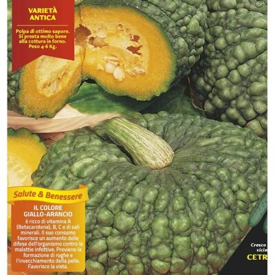 Mitac 3 Piante In Vaso Ø10cm Zucca Marina Di Chioggia Mitac 3 Piante In Vaso Ø10cm Zucca Marina Di Chioggia