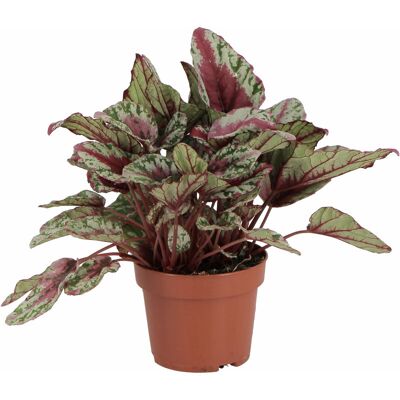 KENTIS Begonia Rex Maui Sunset - Piante Vere Da Interni- H 25-30 Cm Vaso Ø 12 Cm KENTIS Begonia Rex Maui Sunset - Piante Vere Da Interni- H 25-30 Cm Vaso Ø 12 Cm