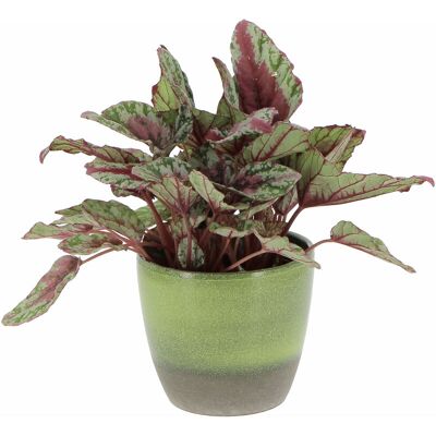 KENTIS Begonia Rex Maui Sunset Con Vaso In Ceramica Flora - Piante Vere Da Interni- H 25-30 Cm Vaso Ø 12 Cm KENTIS Begonia Rex Maui Sunset Con Vaso In Ceramica Flora - Piante Vere Da Interni- H 25-30 Cm Vaso Ø 12 Cm