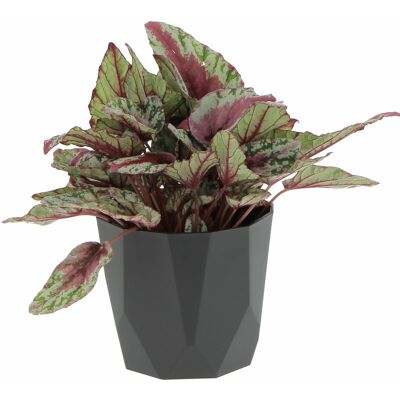 KENTIS Begonia Rex Maui Sunset Con Eco-vaso Nero - Piante Vere Da Interni- H 25-30 Cm Vaso Ø 12 Cm KENTIS Begonia Rex Maui Sunset Con Eco-vaso Nero - Piante Vere Da Interni- H 25-30 Cm Vaso Ø 12 Cm