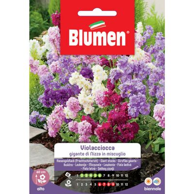 BLUMEN Semi Di Violaciocca Gigante Di Nizza - BLUMEN Semi Di Violaciocca Gigante Di Nizza -