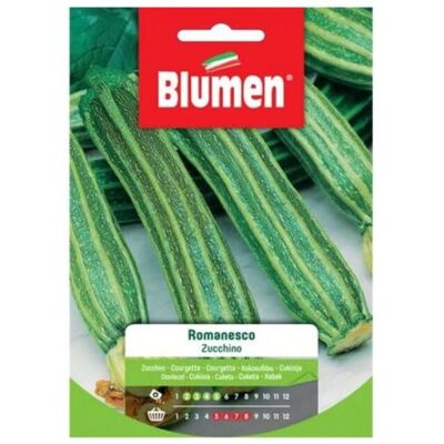Blumen Zucchini romanesco - Semi Blumen Zucchini romanesco - Semi