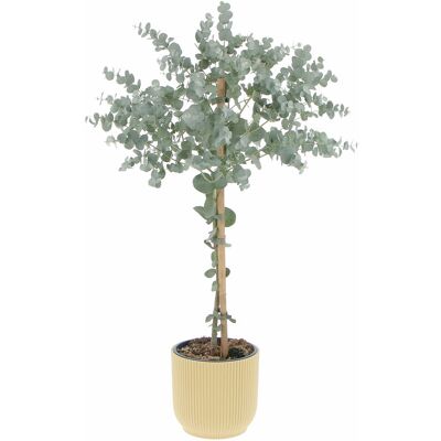 KENTIS - Eucalyptus Gunnii - Butter Yellow - 70-80 cm - Plant KENTIS - Eucalyptus Gunnii - Butter Yellow - 70-80 cm - Plant