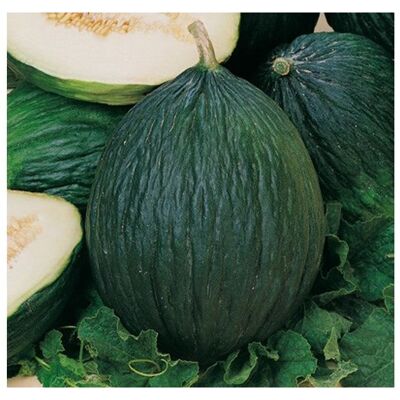 Mitac 3 Piante In Vaso Ø10cm Di Melone Verde Mitac 3 Piante In Vaso Ø10cm Di Melone Verde
