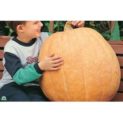Mitac 3 Piante In Vaso Ø10cm Di Zucca Quintale Mitac 3 Piante In Vaso Ø10cm Di Zucca Quintale