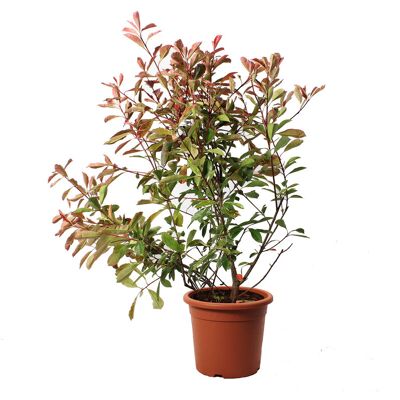 KENTIS - Photinia × Fraseri Pink Marble - 100-125 cm - Pianta KENTIS - Photinia × Fraseri Pink Marble - 100-125 cm - Pianta
