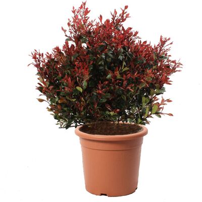 KENTIS - Photinia Little Red Robin - 70-80 cm - Pianta KENTIS - Photinia Little Red Robin - 70-80 cm - Pianta