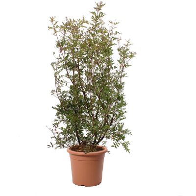 KENTIS - Pistacia Lentiscus 80-100 cm - Ø24 cm vaso - Pianta KENTIS - Pistacia Lentiscus 80-100 cm - Ø24 cm vaso - Pianta