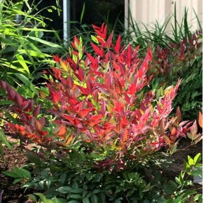 ALTRO Nandina Domestica Obsessed Vaso 18cm ALTRO Nandina Domestica Obsessed Vaso 18cm