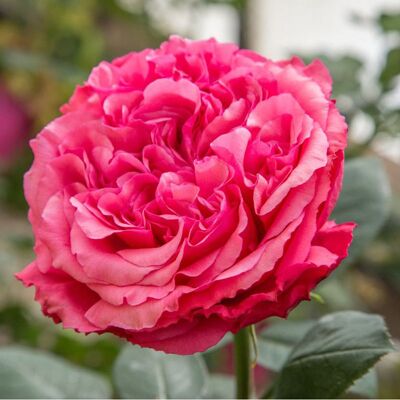 ALTRO Rosa Audrey Fleurot Romantica ALTRO Rosa Audrey Fleurot Romantica