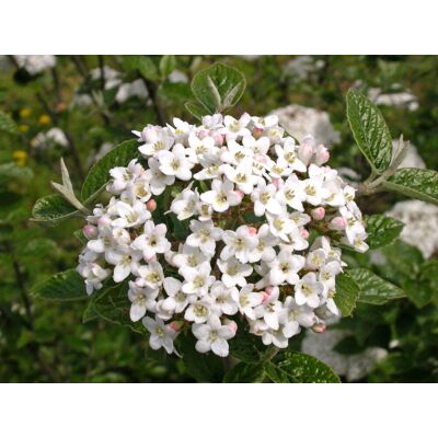 ALTRO Viburnum Burkwoodii In Vaso Da 19cm ALTRO Viburnum Burkwoodii In Vaso Da 19cm