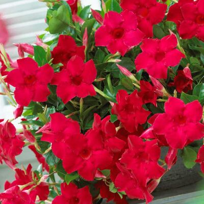 ALTRO Dipladenia Su 3 Canne In Vaso Da 17cm Colori Assortiti ALTRO Dipladenia Su 3 Canne In Vaso Da 17cm Colori Assortiti