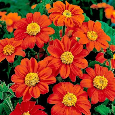 AULEDIO Semi Di Girasole Messicano 100 Pcs – Alta Germinazione, Fiori Colorati, Facile Coltivazione AULEDIO Semi Di Girasole Messicano 100 Pcs – Alta Germinazione, Fiori Colorati, Facile Coltivazione