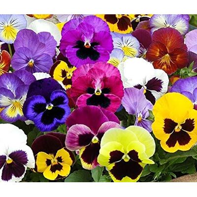 AULEDIO Semi Viola Del Pensiero 50 Pezzi AULEDIO Semi Viola Del Pensiero 50 Pezzi