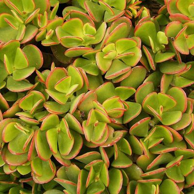 ALTRO Crassula Ovata In Vaso Da 12cm ALTRO Crassula Ovata In Vaso Da 12cm