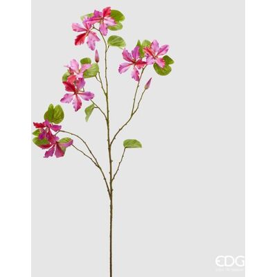 EDG Enzo De Gasperi Bauhinia Rex H 113 Cm 8 Rami Beauty EDG Enzo De Gasperi Bauhinia Rex H 113 Cm 8 Rami Beauty