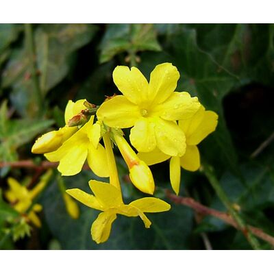 ALTRO Jasminum Gelsomino Nudiflorum Vaso 12cm ALTRO Jasminum Gelsomino Nudiflorum Vaso 12cm