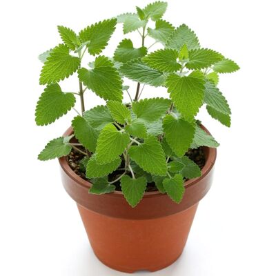 AULEDIO 500g Semi Catnip Bulk Pack 500g – Semi Per Piante Per Gatti Indoor Outdoor AULEDIO 500g Semi Catnip Bulk Pack 500g – Semi Per Piante Per Gatti Indoor Outdoor