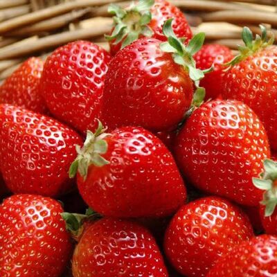 AULEDIO 200 Pz Semi Di Fragola Facili Da Coltivare – Semi Da Frutto Per Principianti AULEDIO 200 Pz Semi Di Fragola Facili Da Coltivare – Semi Da Frutto Per Principianti