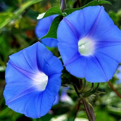 AULEDIO Ipomea Blu (ipomée Volubilis) 300 Semi – Pianta Rampicante Vigorosa – Fiori A Tromba Blu – Terreno Fertile E Ben Drenato – Per Cortile E Giardino AULEDIO Ipomea Blu (ipomée Volubilis) 300 Semi – Pianta Rampicante Vigorosa – Fiori A Tromba Blu – Terreno Fertile E Ben Drenato – Per Cortile E Giardino