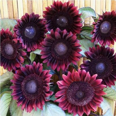 AULEDIO Semi Di Girasole Gialli, 500 Semi – Attrae Insetti Impollinatori – Fiori Colorati – Ideale Per Cortile, Esterni E Giardino AULEDIO Semi Di Girasole Gialli, 500 Semi – Attrae Insetti Impollinatori – Fiori Colorati – Ideale Per Cortile, Esterni E Giardino