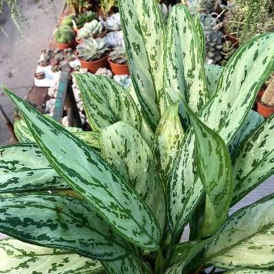 ALTRO Aglaonema Siver Queen Vaso 17cm ALTRO Aglaonema Siver Queen Vaso 17cm