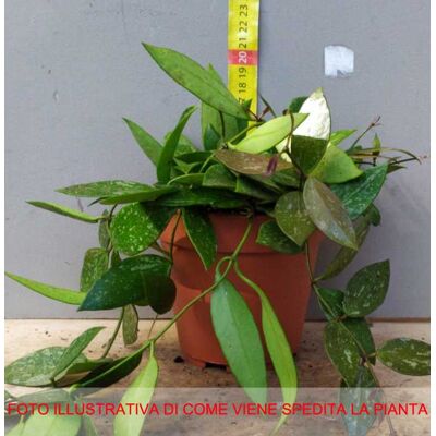 ALTRO Hoya Gracilis Fiore Di Cera Vaso 12cm ALTRO Hoya Gracilis Fiore Di Cera Vaso 12cm