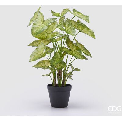 EDG Enzo De Gasperi Caladium Con Vaso Artificiale H 47 Cm Green EDG Enzo De Gasperi Caladium Con Vaso Artificiale H 47 Cm Green