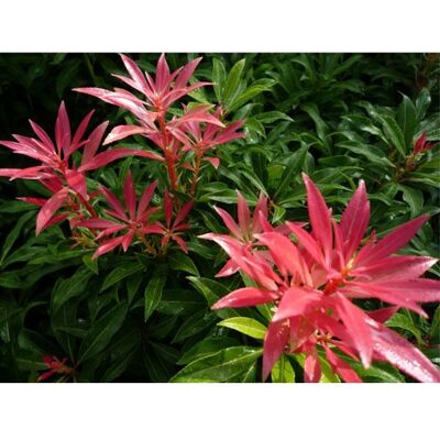 ALTRO Pieris Forest Flame Vaso 18cm ALTRO Pieris Forest Flame Vaso 18cm