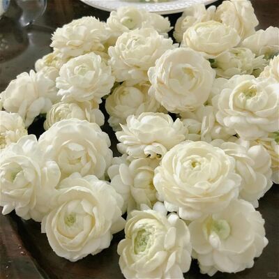 AULEDIO Semi Di Gelsomino Sambac 200 Pcs – Pianta Profumata Per Giardino, Facile Da Coltivare AULEDIO Semi Di Gelsomino Sambac 200 Pcs – Pianta Profumata Per Giardino, Facile Da Coltivare
