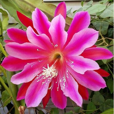 ALTRO Epiphyllum In Varietà In Vaso Da 15cm ALTRO Epiphyllum In Varietà In Vaso Da 15cm