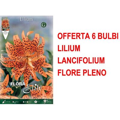 ALTRO Offerta 6 Bulbi Lilium Lancifolium Flore Pleno ALTRO Offerta 6 Bulbi Lilium Lancifolium Flore Pleno