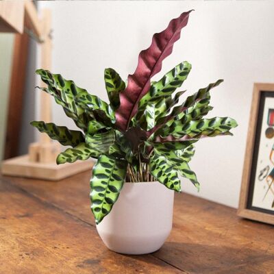 ALTRO 1 Pianta Di Calathea Insignis In Vaso 11cm Da Interno Appartamento Antinquinamento ALTRO 1 Pianta Di Calathea Insignis In Vaso 11cm Da Interno Appartamento Antinquinamento