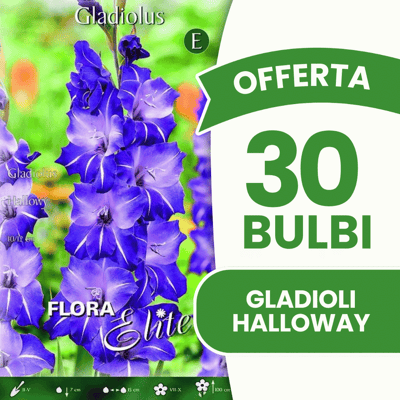 ALTRO Offerta 30 Bulbi Gladioli Halloway ALTRO Offerta 30 Bulbi Gladioli Halloway