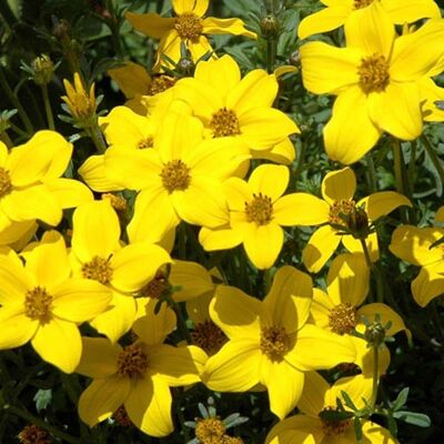ALTRO Bidens In Vaso Da 14cm ALTRO Bidens In Vaso Da 14cm