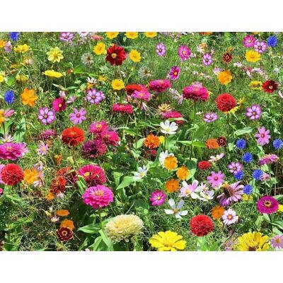 AULEDIO 20.000 Semi Misti Di Fiori Selvatici – Facili Da Coltivare – Fiori Colorati – Attrae Insetti Impollinatori – Fioritura Tutto L’anno – Per Cortile E Giardino AULEDIO 20.000 Semi Misti Di Fiori Selvatici – Facili Da Coltivare – Fiori Colorati – Attrae Insetti Impollinatori – Fioritura Tutto L’anno – Per Cortile E Giardino