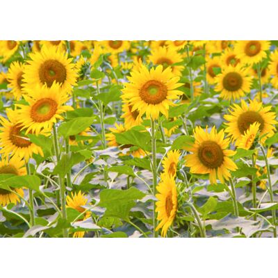 AULEDIO 500 Semi Di Girasole A Stelo Corto – Alta Germinazione – Facile Da Coltivare – Attrae Insetti Impollinatori – Adatto Per Giardino, Vasi E Bordi Di Aiuole AULEDIO 500 Semi Di Girasole A Stelo Corto – Alta Germinazione – Facile Da Coltivare – Attrae Insetti Impollinatori – Adatto Per Giardino, Vasi E Bordi Di Aiuole